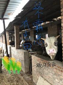 这个霸总我宠了免费阅读全文